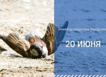Воробей купается в пыли: народная примета