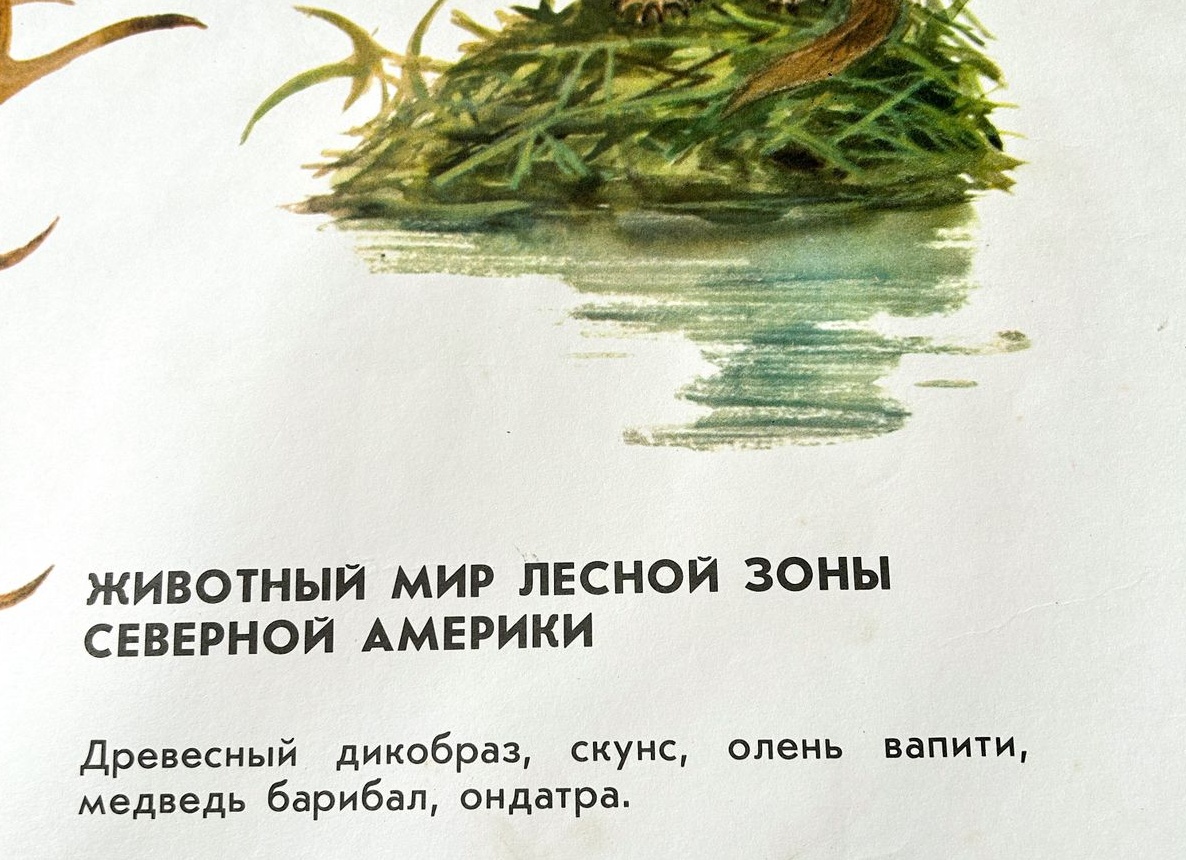 Метка: Терентьева