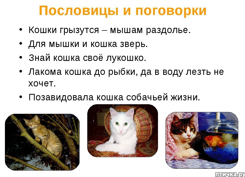 Приметы про кошек