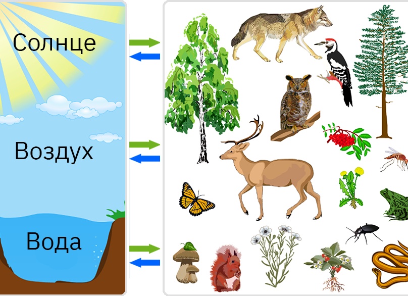 Живая природа