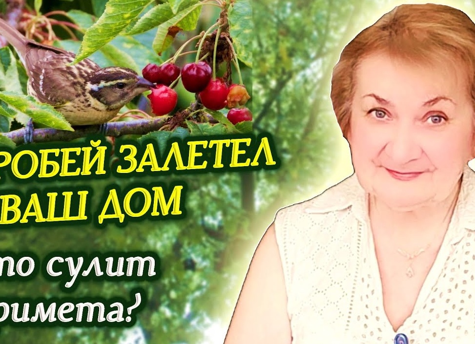 Воробей постучался в окно: народная примета