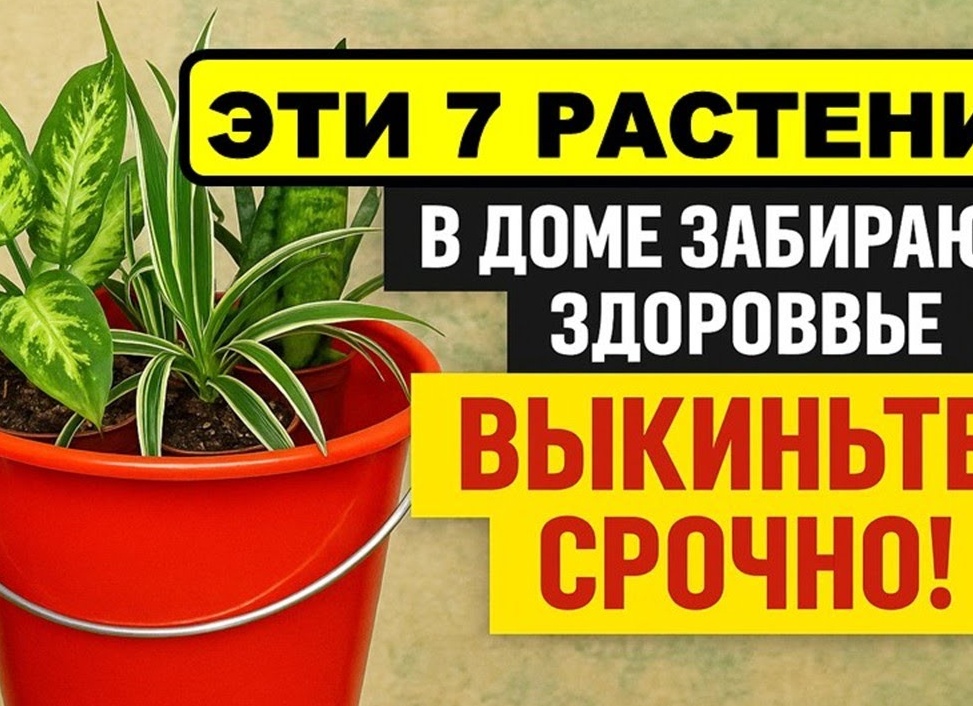Приметы о здоровье и удаче в Новом году Приметы о здоровье и удаче в Новом году