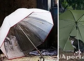 Почему нельзя открывать зонт в помещении: примета Почему нельзя открывать зонт в помещении: примета