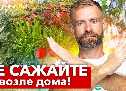 Почему нельзя сажать черемуху у окна: примета