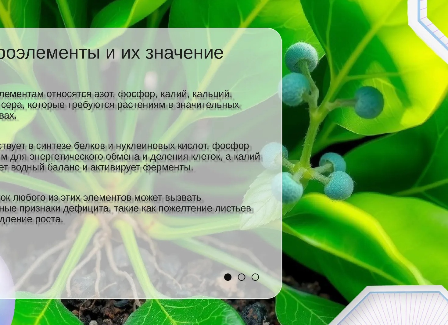 Приметы о цветах и их значениях