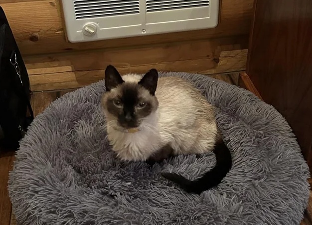 Услышать кошачий вой: примета