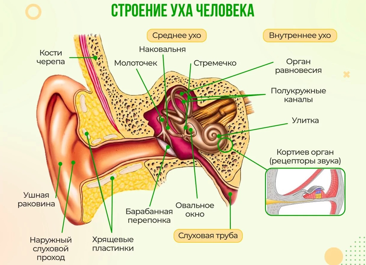 Звенит в левом ухе: примета Звенит в левом ухе: примета