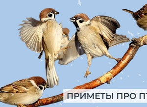 Приметы про птиц