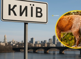 Увидеть песца: народная примета Увидеть песца: народная примета