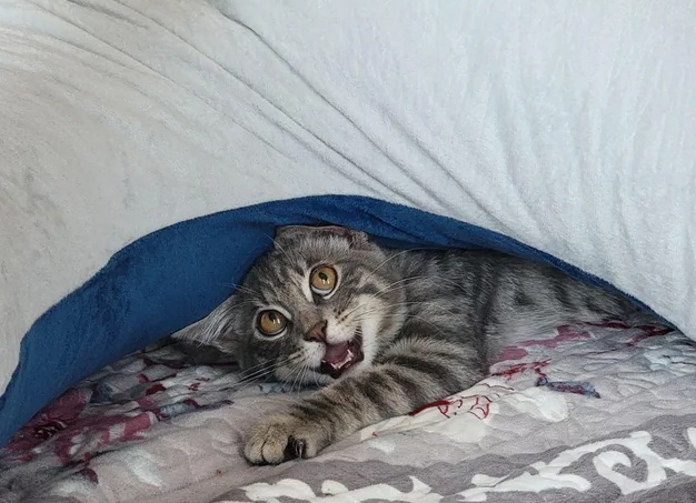 Погладить рыжего кота: примета
